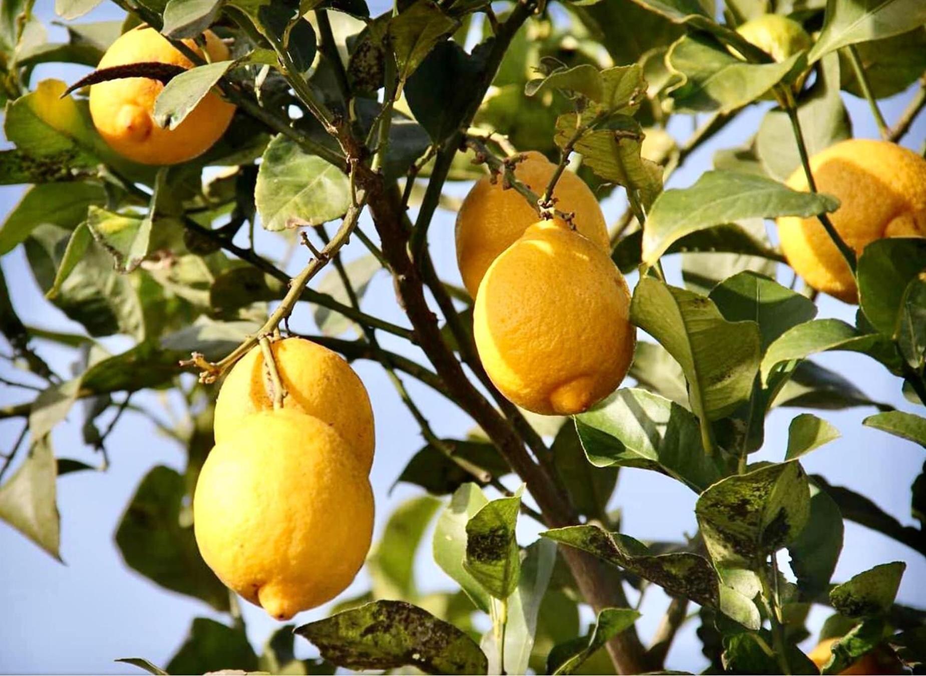 Dar El Hana Taroudant Exteriör bild